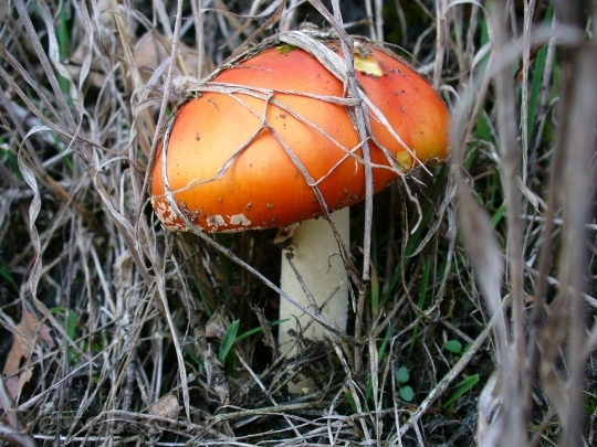 Devostock Mushroom Nature Forest Leaves 3