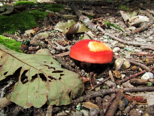 Devostock Mushroom Nature Woods Autumn