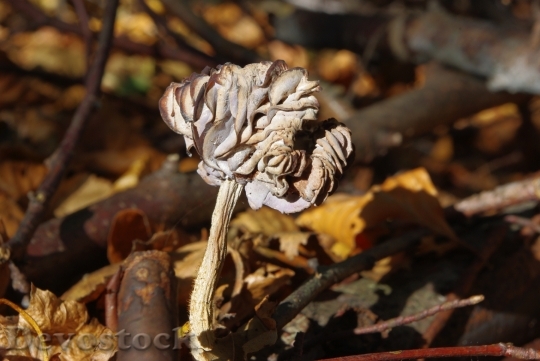 Devostock Mushrooms Dry Forest 1540074