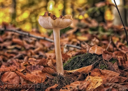 Devostock Mushrooms Forest Autumn Leaves 0