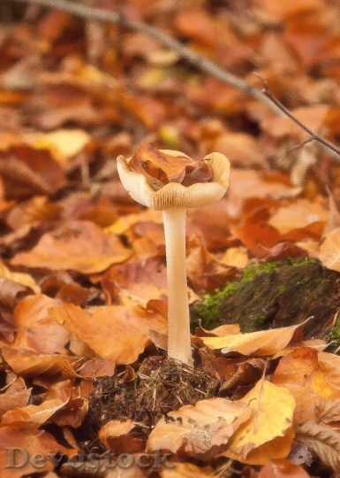 Devostock Mushrooms Forest Autumn Leaves