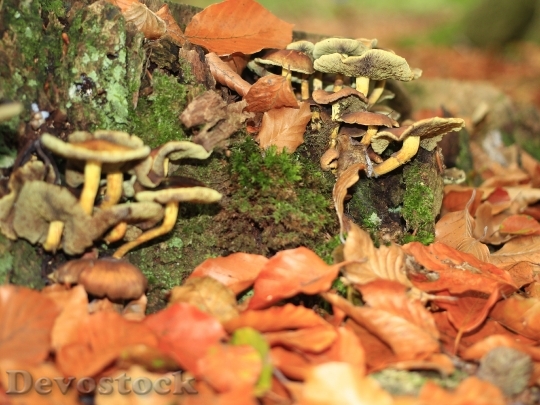 Devostock Mushrooms Forest Leaves Autumn