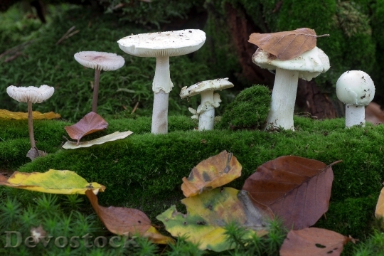 Devostock Mushrooms Forest Moss Leaves 0