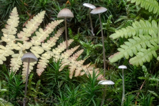Devostock Mushrooms Forest Moss Leaves
