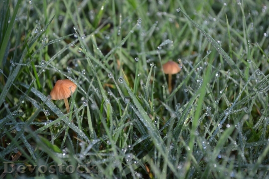 Devostock Mushrooms Fungi Autumn Green