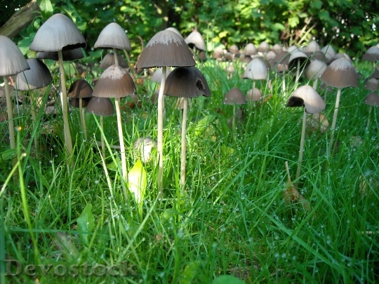 Devostock Mushrooms Fungi Grass Nature