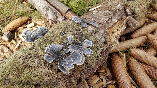 Devostock Mushrooms Ground Moss Pine