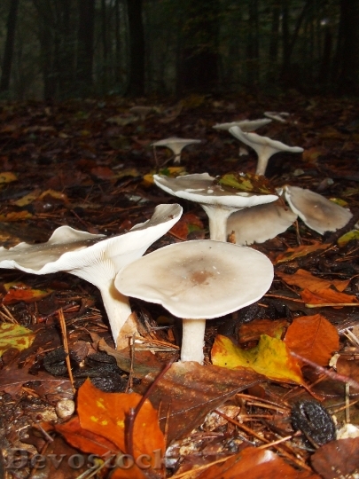 Devostock Mushrooms Hexenring Autumn Leaves