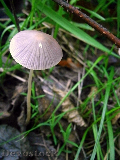 Devostock Mushrooms Mushroom Grey White 0