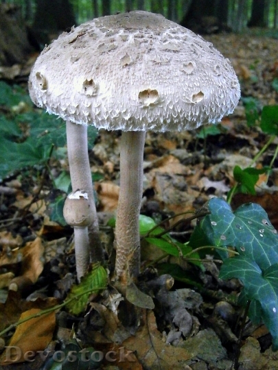 Devostock Mushrooms Mushroom Grey White 1