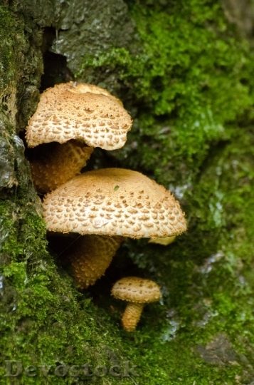Devostock Mushrooms Seasons Autumn Fungus