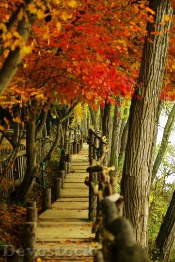 Devostock Nami Autumn Autumn Leaves