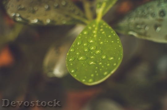 Devostock Nature Agriculture Plant Leaf