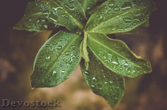 Devostock Nature Agriculture Plant Leaves