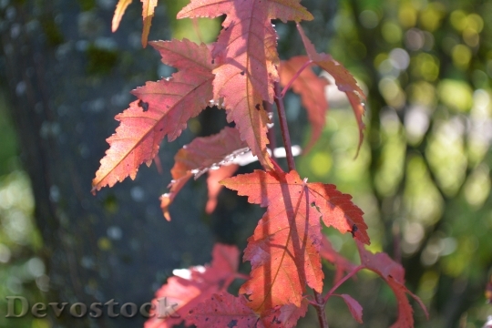 Devostock Nature Autumn Leaves 695938