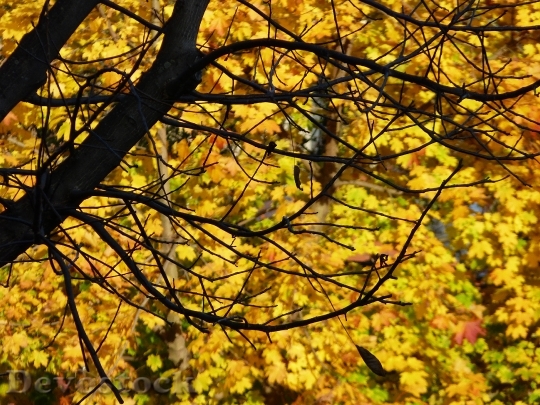 Devostock Nature Autumn Leaves Fall