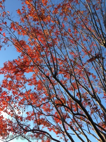 Devostock Nature Autumn Leaves Landscape