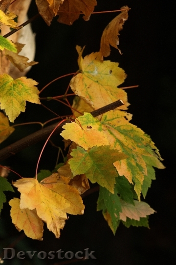 Devostock Nature Autumn Leaves Yellow