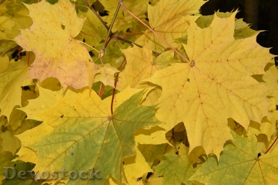 Devostock Nature Autumn Maple Leaves