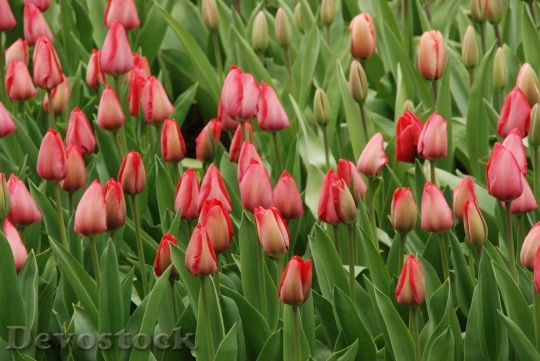 Devostock Nature Flower Tulip Red