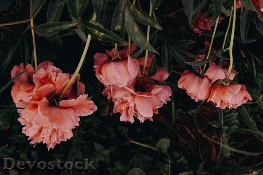 Devostock Nature Flowers Petals 12651