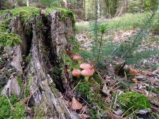 Devostock Nature Forest Strunk Root
