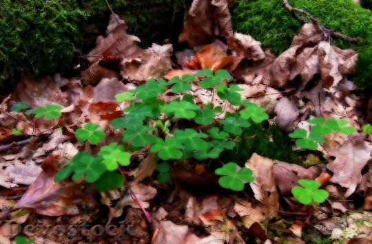 Devostock Nature Klee Forest Leaves