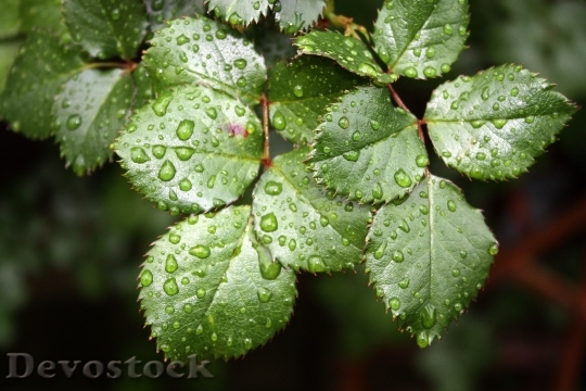 Devostock Nature Leaf Raindrops 302