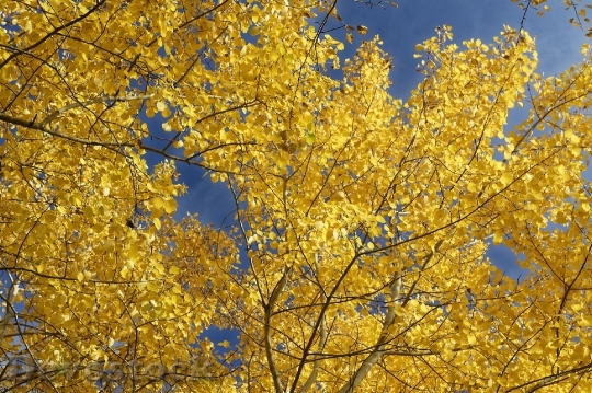 Devostock Nature Leaves Autumn 1309338