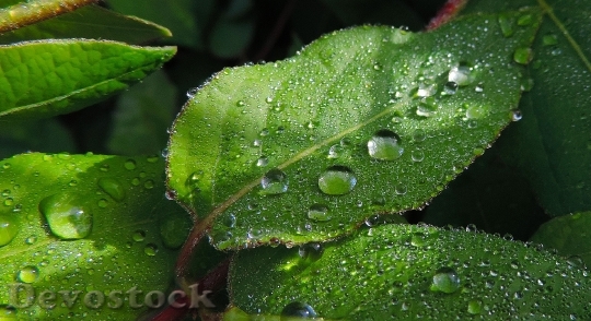 Devostock Nature Leaves Drops Water