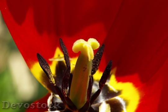 Devostock Nature Macro Pistil Tulip