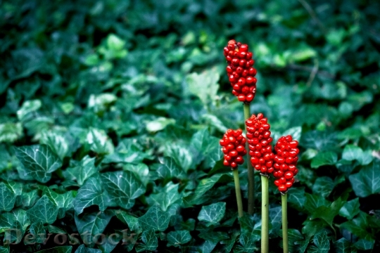 Devostock Nature Plant Flower Red