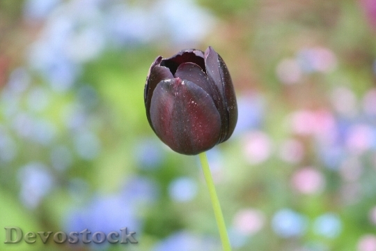 Devostock Nature Plant Garden Tulip