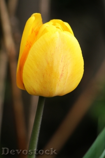Devostock Nature Plant Yellow Tulip
