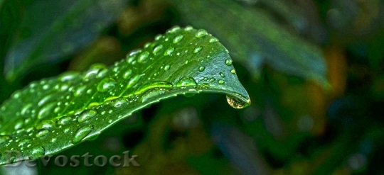 Devostock Nature Sheet Green Wet