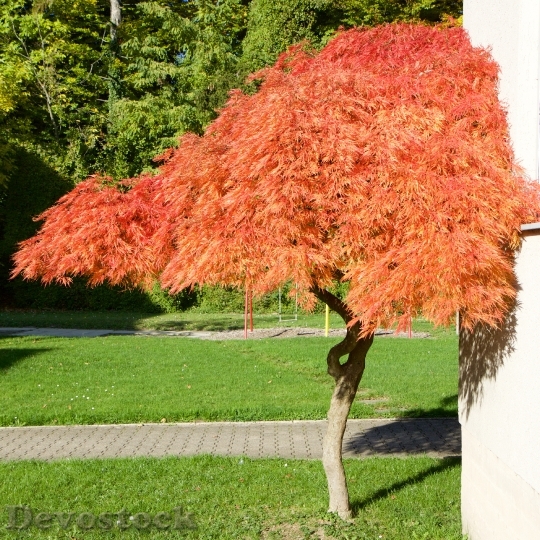 Devostock Nature Tree Leaves Fall