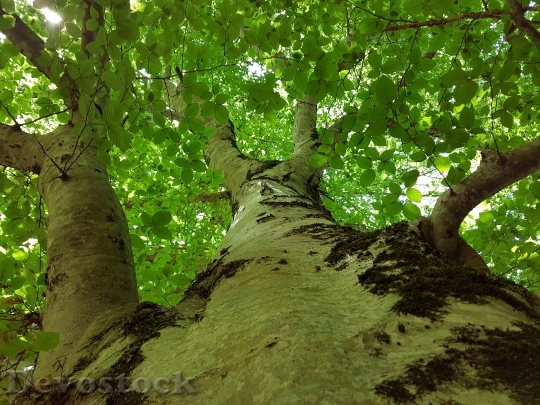 Devostock Nature Tree Secular Forest