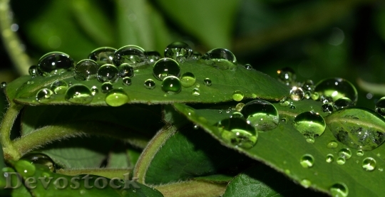 Devostock Nature Water Drops Leaf