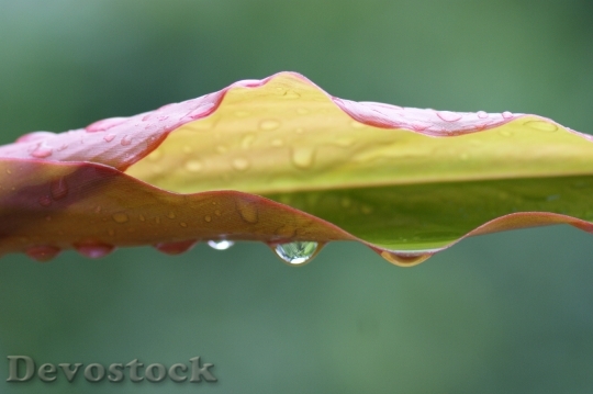Devostock Nature Water Rain Leaf 0