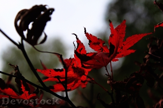 Devostock Needle Leaf Maple Fall