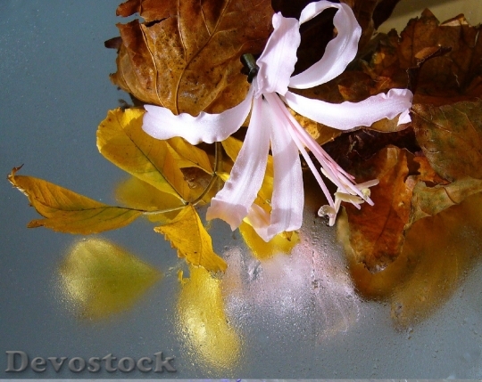 Devostock Nerine Sarniensis Guernsey Lily