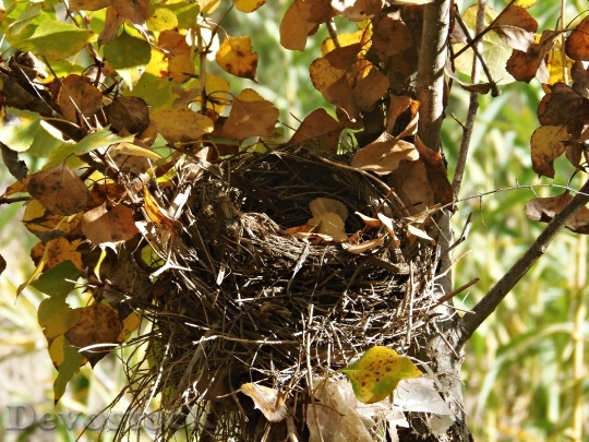 Devostock Nest Abandonment Absence Autumn