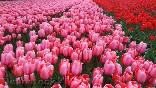 Devostock Netherlands Spring Tulips Pink