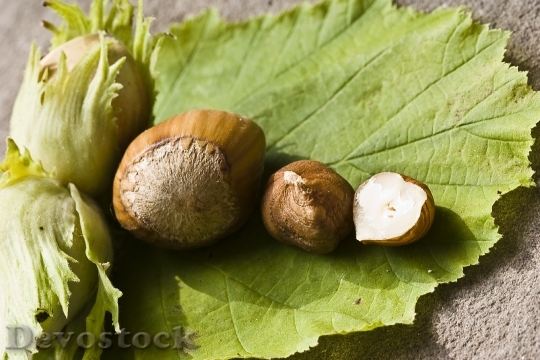 Devostock Nut Hazelnut Green Eat 0