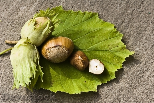 Devostock Nut Hazelnut Green Eat
