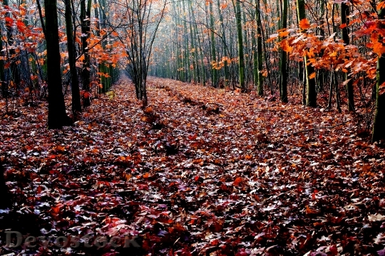Devostock Oak Autumn Forest Oak