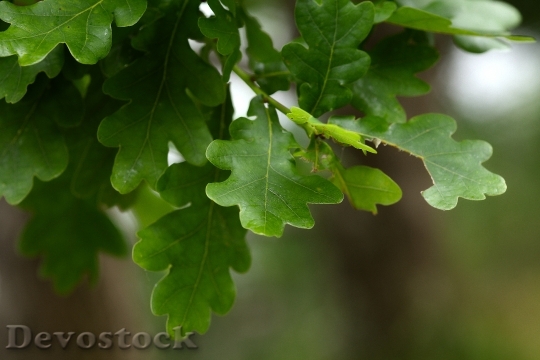 Devostock Oak Leaves Autumn Bokeh