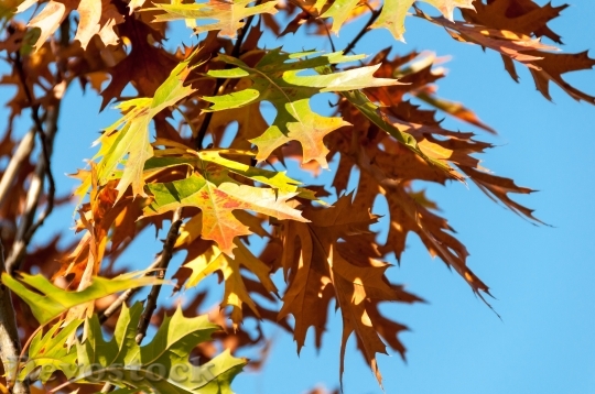 Devostock Oak Leaves Autumn Fall