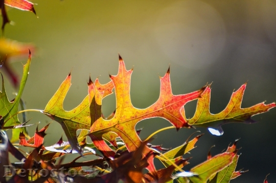 Devostock Oak Leaves Autumn Plant