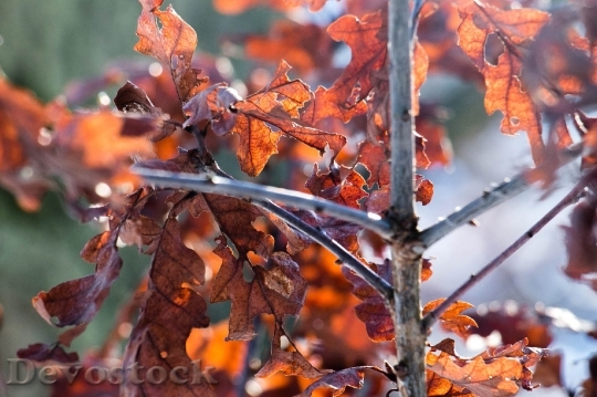 Devostock Oak Leaves Autumn Winter